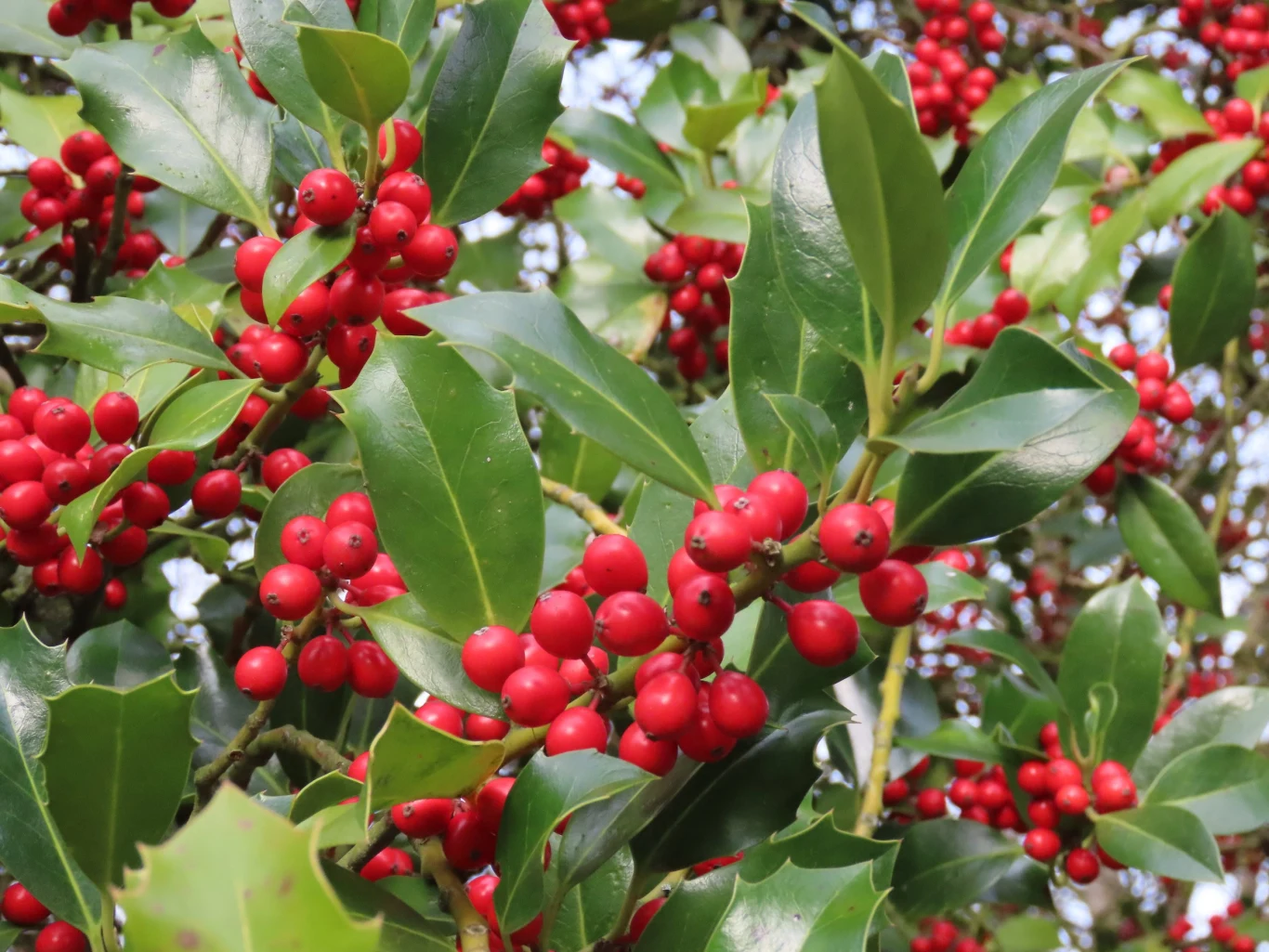 Ostrokrzew kolczasty uwielbia zacienione miejsca w ogrodzie