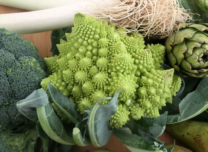 Dorodny kalafior odmiany 'Romanesco' ma wyjątkowe wybarwienie i formę