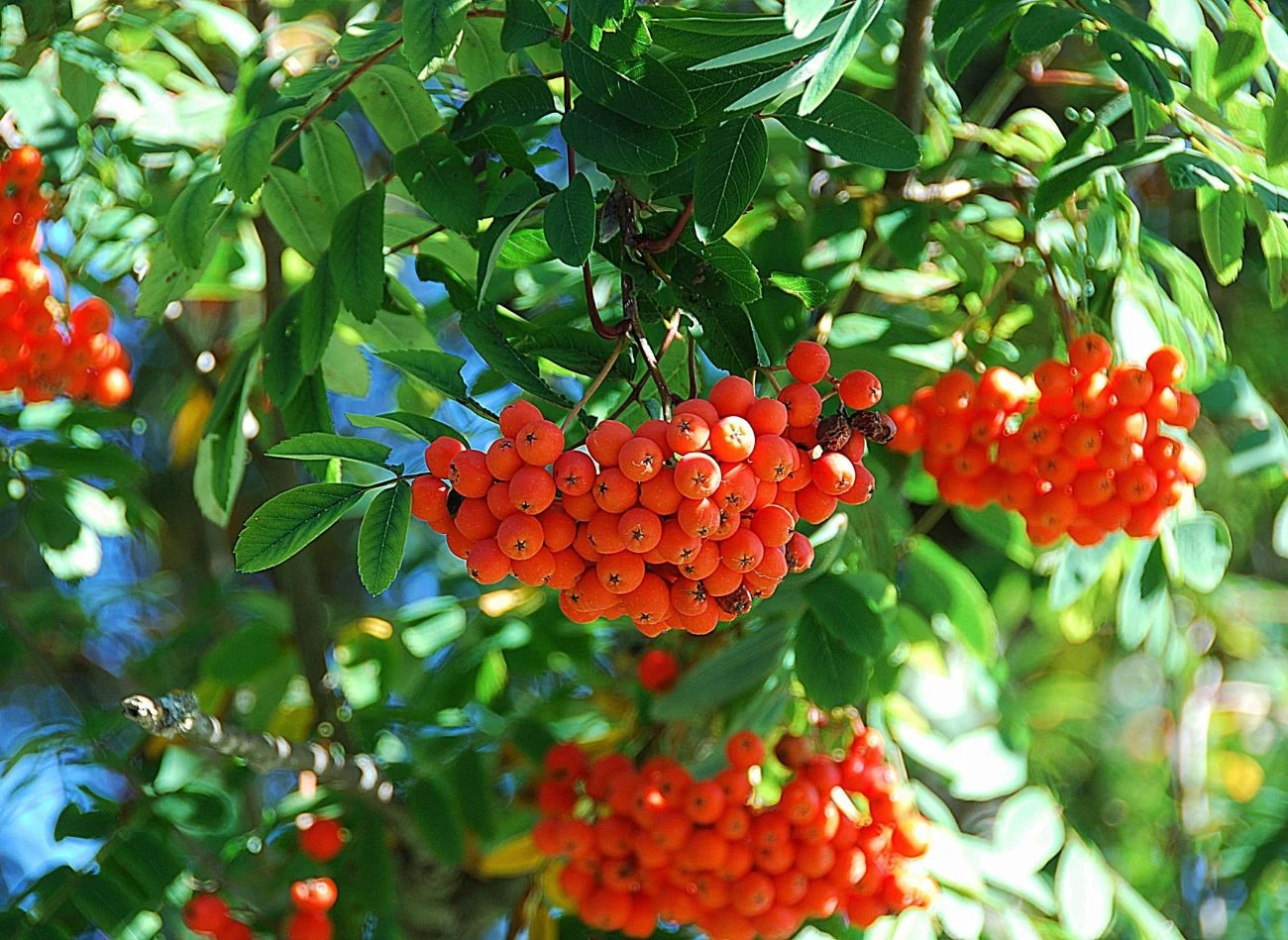 Jarząb pospolity zjawiskowo wygląda na koniec lata i jesienią