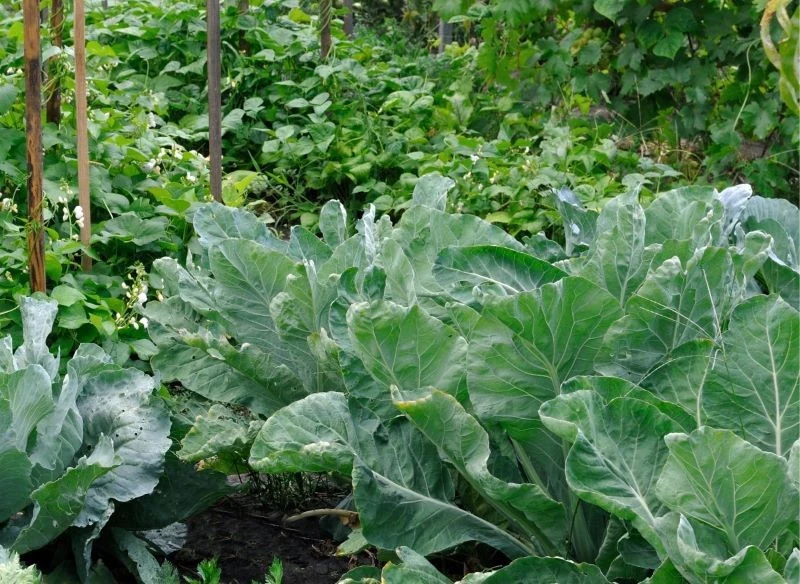 Uprawa kalafiora w ogrodzie wymaga odpowiedniego towarzystwa dla tej rośliny