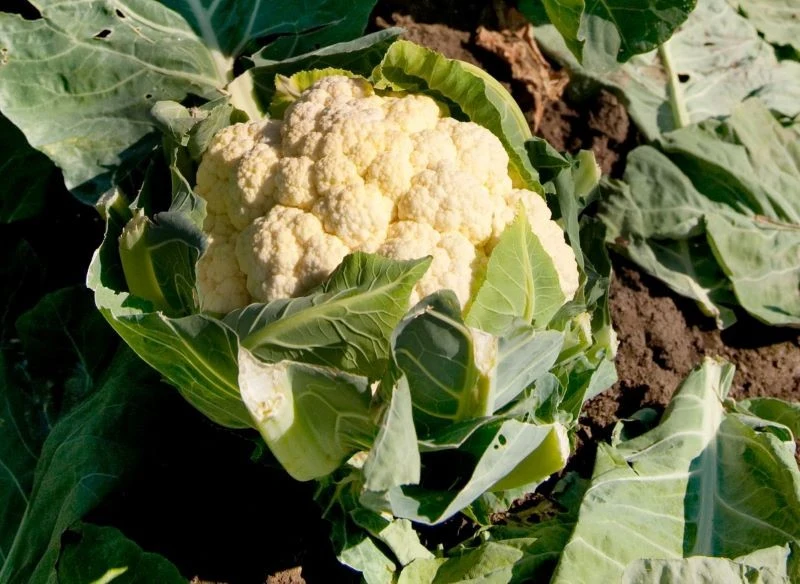 Nieokryty odpowiednio wcześnie kalafior może zacząć żółknąć