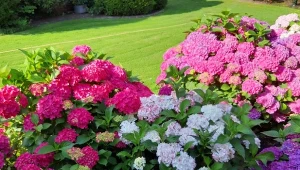 Gdy dowiedziałam się, jak dbać o hortensje ogrodowe latem, zaczęły wreszcie okazalej kwitnąć. Teraz jestem dumna z moich krzewów./deccoria.pl