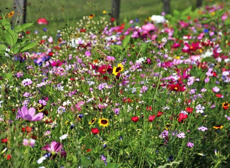 Łąka kwietna przyciągnie do naszego ogrodu pożyteczne zapylacze