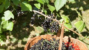 Jak dbać o porzeczki po zbiorach?