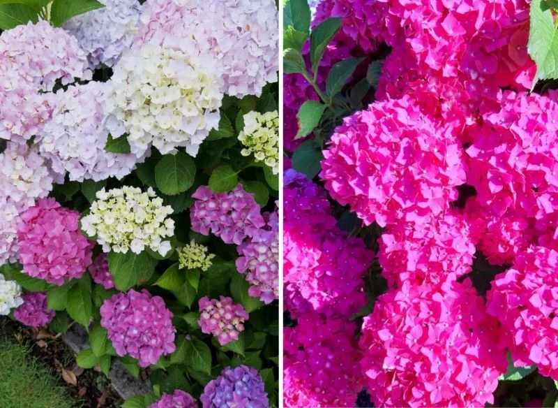 Ogrodowe hortensje potrafią okazale kwitnąć, ale latem trzeba zapewnić im odpowiednią dawkę wody oraz cennych składników odżywczych