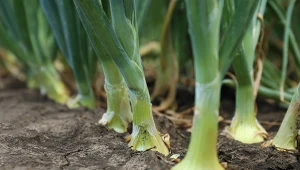 Spulchnianie gleby w czasie suszy: jak robić to dobrze?