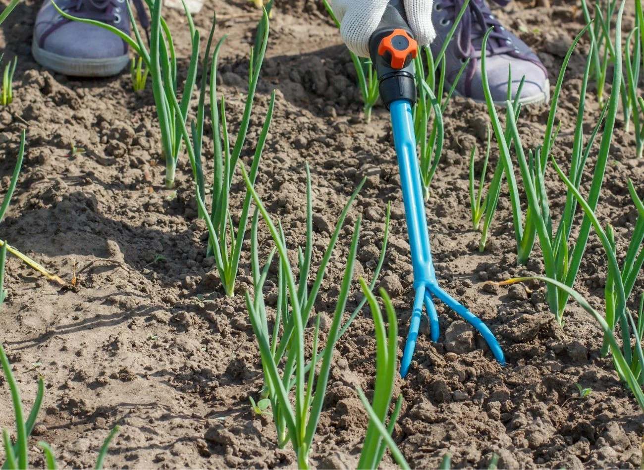 Glebę, zwłaszcza podczas suszy, należy spulchniać specjalną techniką
