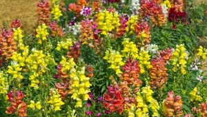 Wybierając kwiaty do posadzenia w sierpniu, nie mogłam nie sięgnąć po nasiona tego wspaniałego gatunku. W pełnym rozkwicie to istna tęcza w ogrodzie.