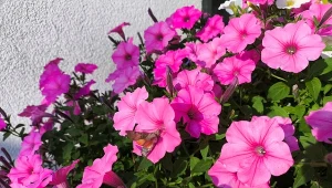 Sprawdź, jakie kwiaty przyciągają fruczaka gołąbka./Deccoria.pl