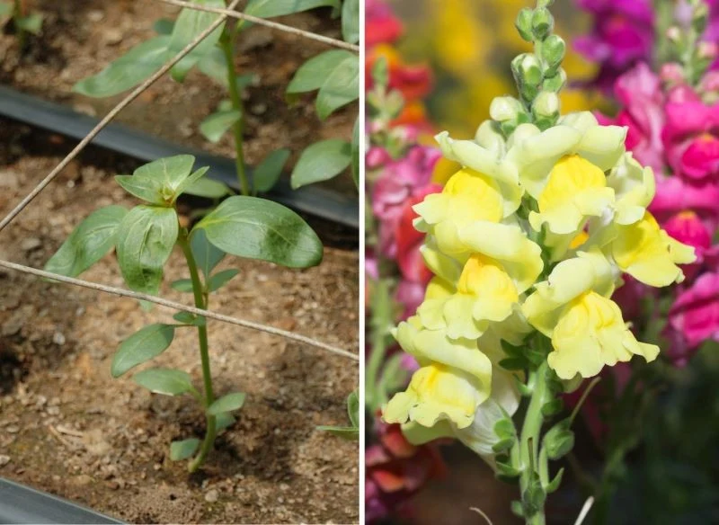 Wysiane na tacach kwiaty należy przenieść do gruntu wczesną jesienią, gdy się dobrze ukorzenią, bez trudu przetrwają zimę, by zakwitnąć wiosną