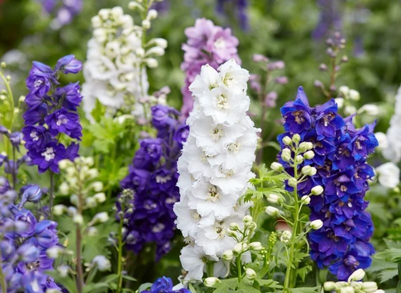 Niektóre kwiaty wnoszą do ogrodu powiew świeżości, inne wybarwiają się na rzadko spotykane kolory, dzięki czemu dekorują przestrzeń jak żadne inne