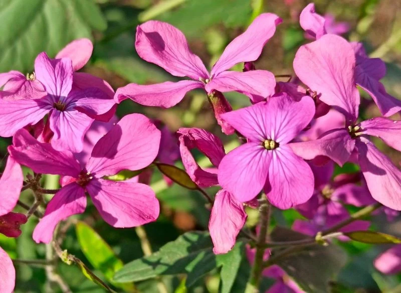 Barwne płatki lunarii, miesiącznicy, to prawdziwa dekoracja ogrodu