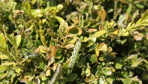 W sierpniu na krzewach pojawiają się lawy ćmy bukszpanowej drugiego pokolenia.