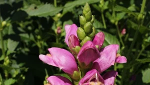 Żółwik ukośny, wytrzymała bylina nie należy do najczęstszego wyboru ogrodników, a szkoda. Ma wyjątkowy pokrój, gęste, żywo zielone liście i nietypowe kwiaty.