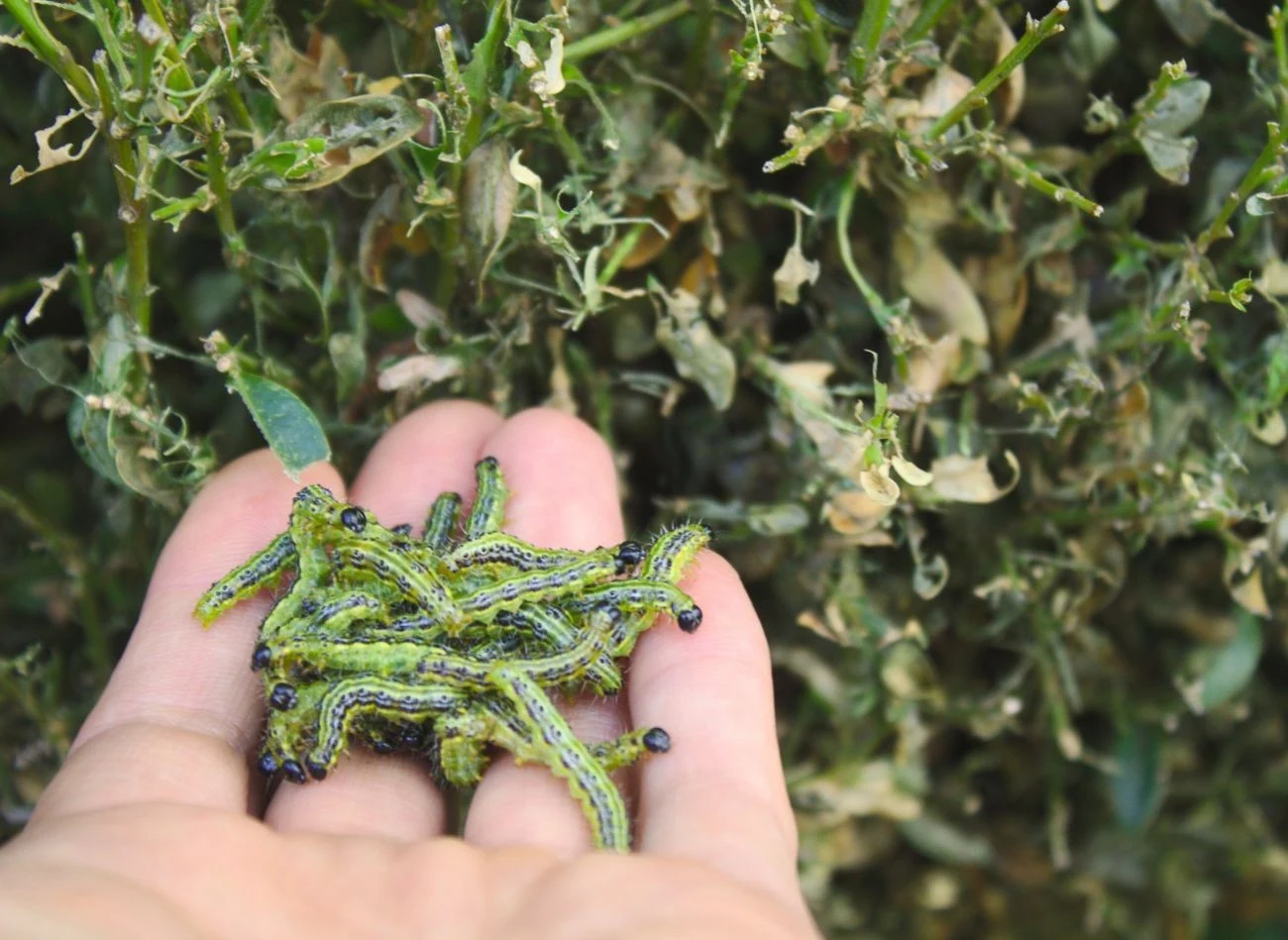 Cykl życia ćmy bukszpanowej uzależniony jest o warunków klimatycznych i pogody