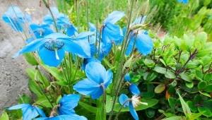 Mak niebieski, czyli mak himalajski zachwyca lazurowymi kwiatami.