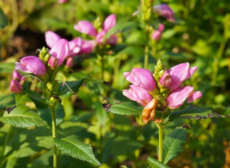Rozchylające się na kilka chwil kwiaty żółwików przypominają żółwią głowę, stąd ich rodzima nazwa