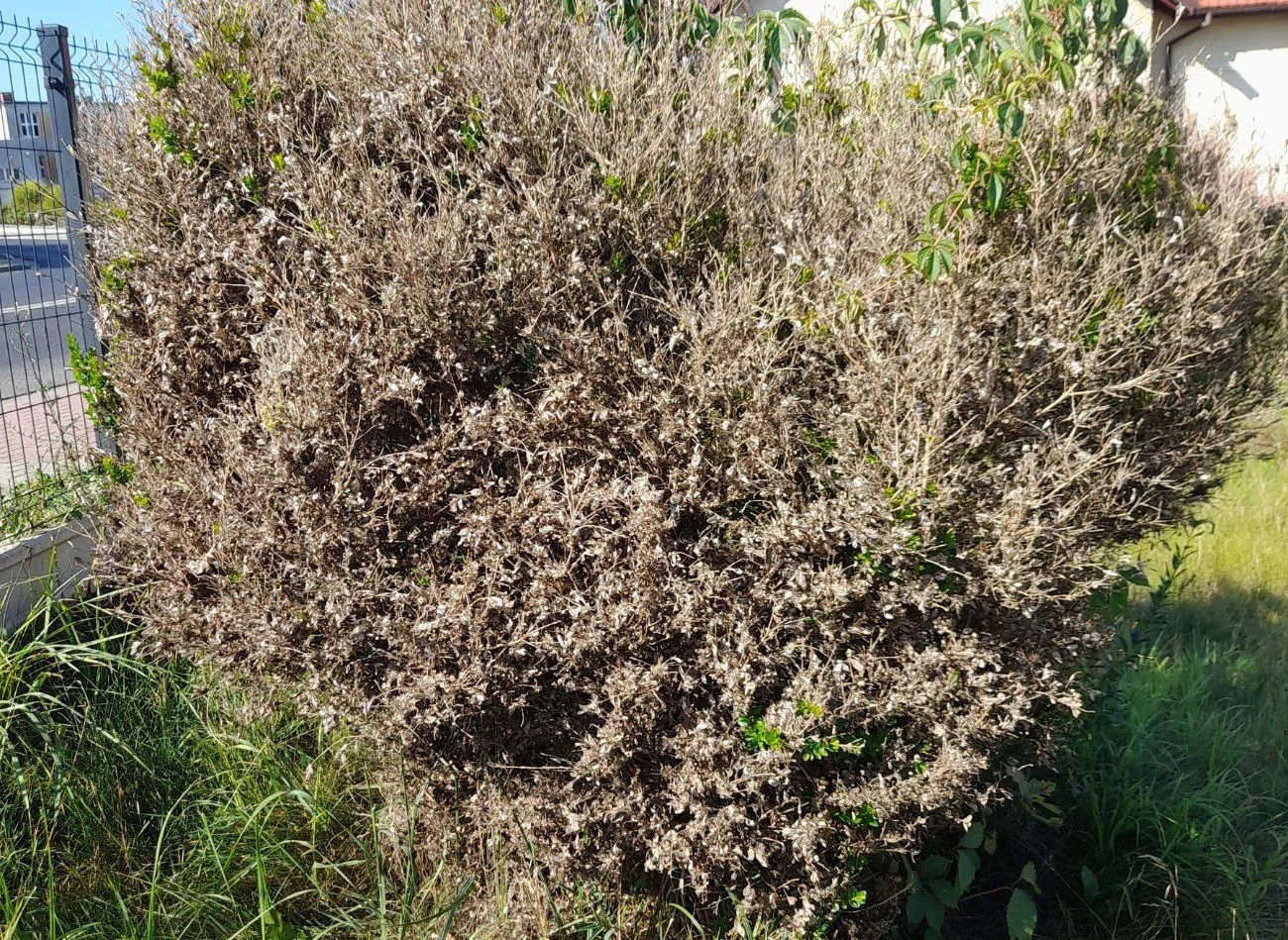 Ćma bukszpanowa to groźny szkodnik - gąsienice objadają liście krzewu, prowadząc do jego obumarcia