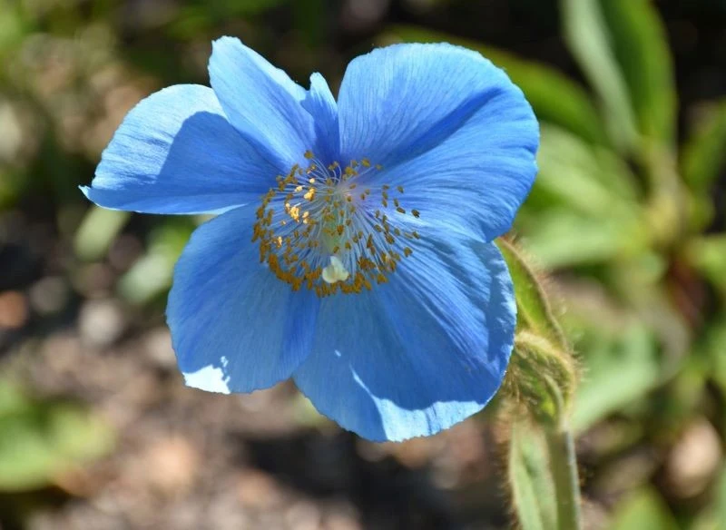 Maki niebieskie w naturze spotykamy w Himalajach