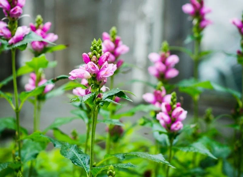 Żółwiki na rabacie wznoszą się wysoko, tworząc kolorowe piętro kwiatowe nad niskimi, zielonymi bylinami