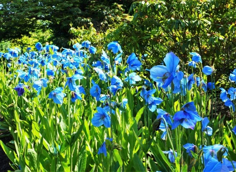 Mak himalajski można uprawiać w ogrodzie