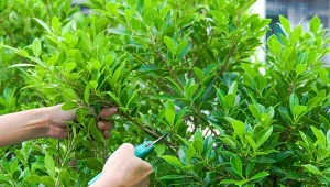 Zastanawiasz się, czy według prawa można przyciąć żywopłot sąsiada, jeśli przerasta na teren twojego ogrodu? Przepisy jasno mówią, w jaki sposób gospodarować zielenią, by nie zakłócać porządku na cudzej posesji.