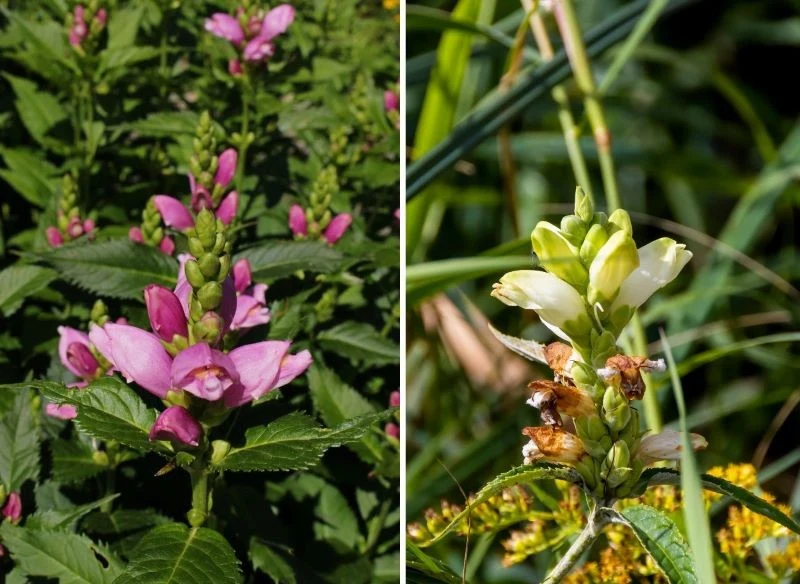 Żółwiki o kwiatach purpurowych pięknie wyglądają w połączeniu z odmianą 'Alba', której kwiaty z odcieni zieleni przechodzą płynnie w śnieżną biel, ...