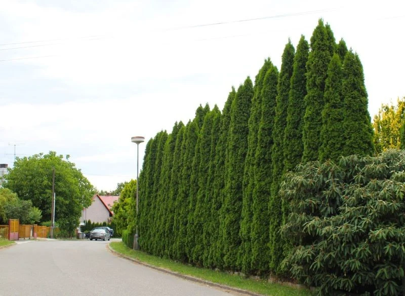 Formalnie żywopłot nie jest płotem, ale roślinnością, a nie istnieją ograniczenia wysokości wzrostu roślin ponad te wynikające z cech botanicznych