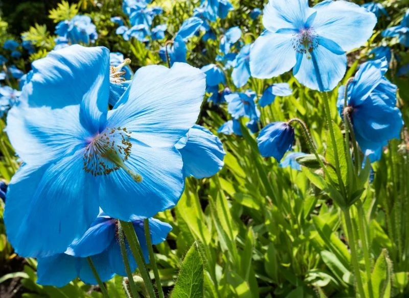 Maki niebieskie wyglądają jak efekt pracy malarza lub grafika komputerowego, choć ich kolor jest całkowicie naturalny