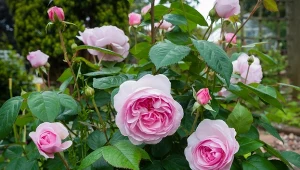 Sprawdź, jak poradzić sobie z czarną plamistością róż?