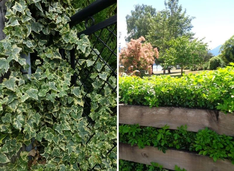 Przerastanie krótkich gałęzi czy pędów roślin przez płot zdarza się dość często, ale nie zawsze jest to przyczyną konfliktu