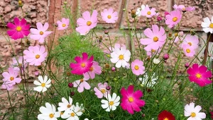 Kosmosy będą kwitły aż do przymrozków. Sprawdź, co trzeba zrobić.