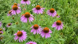 Sprawdź, co zrobić, aby pobudzić jeżówkę do dłuższego i bardziej obfitego kwitnienia.