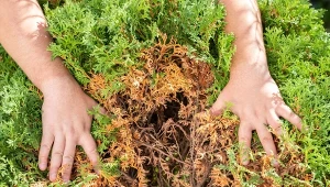 Stare tuje trzeba przycinać. Odpowiednie ciecie sprawi, że wypuszczą nowe pędy.