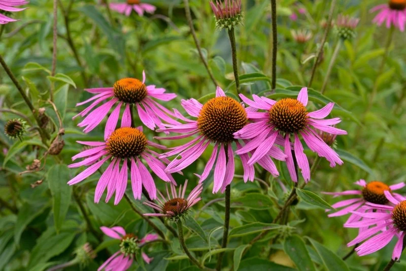 Jeżówka purpurowa kwitnie długo, niekiedy nawet do października