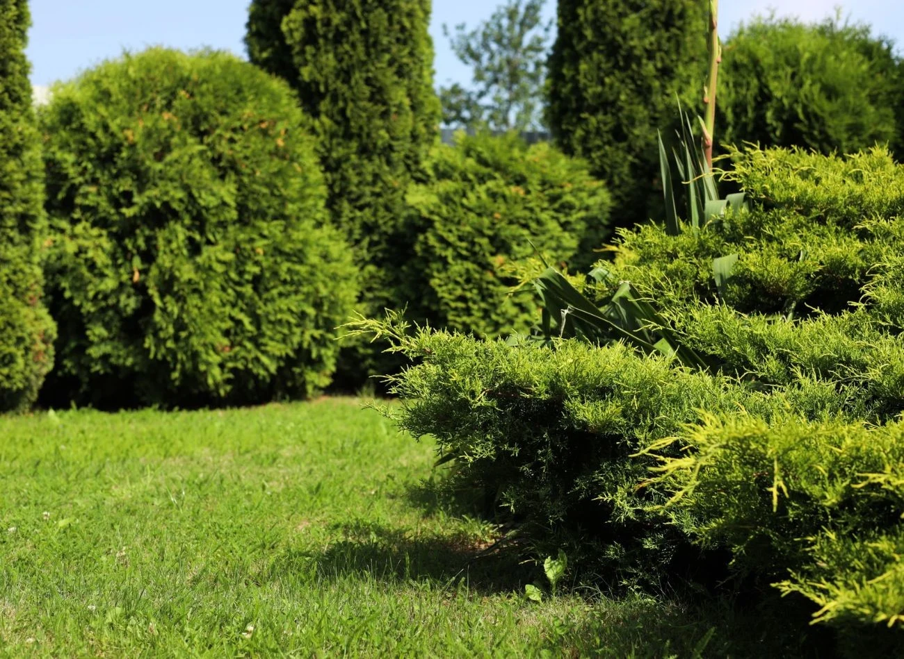 Przed cięciem starych tui trzeba je dokładnie obejrzeć