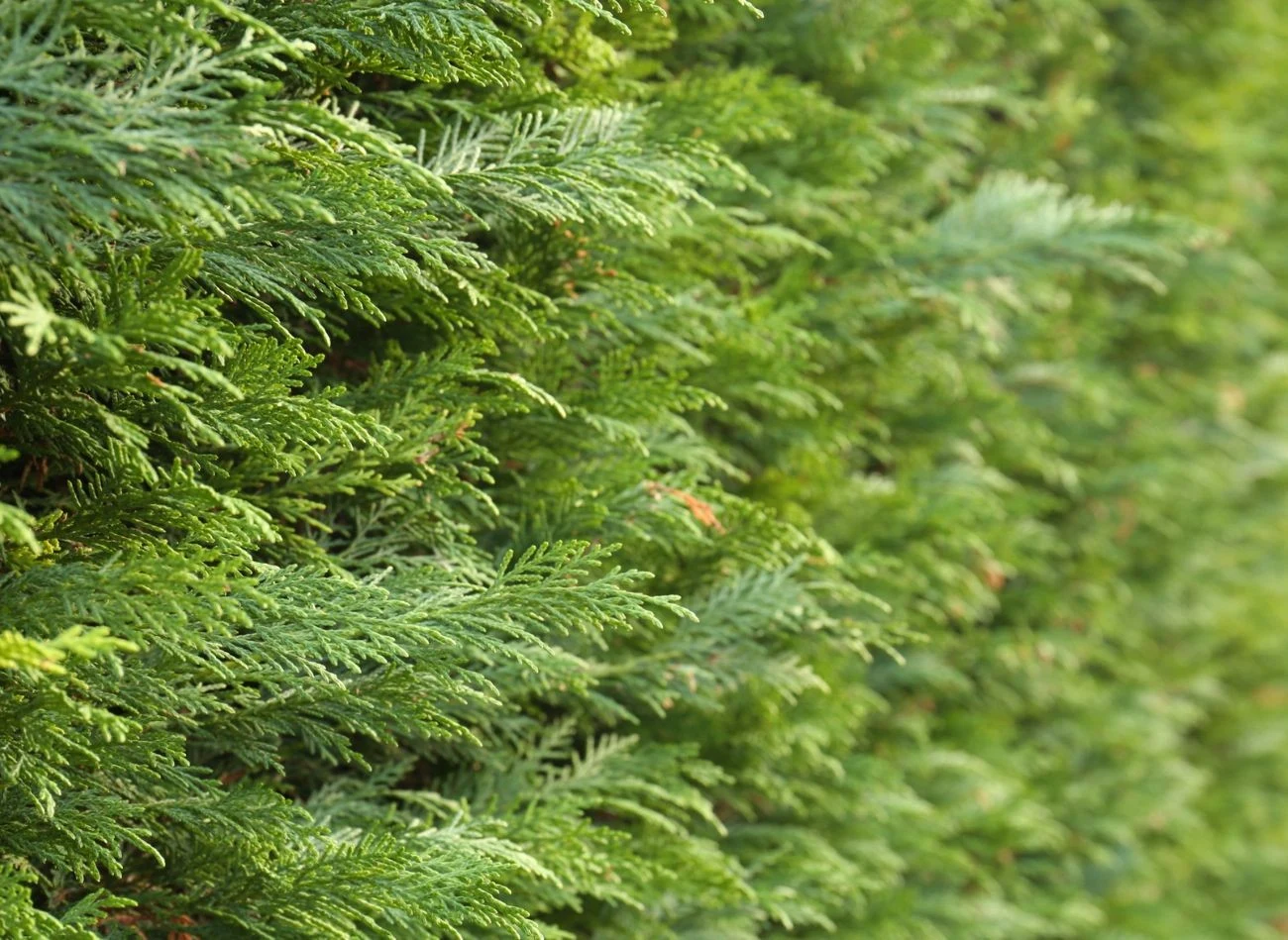 Martwe gałęzie tui przycina się przy zdrowym pędzie