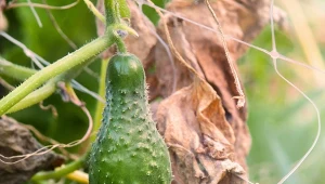 Odpowiedź na pytanie, dlaczego ogórki są zdeformowane jest prosta - szkodzi im głównie brak odpowiedniego nawożenia lub przenawożenie wybranymi składnikami. Brak wody również odgrywa dużą rolę.