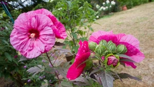 Podlej hibiskus bagienny tym, co lubi najbardziej.