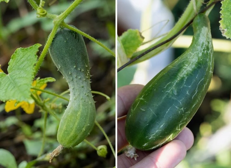 Deformacje na ogórkach to częsty problem