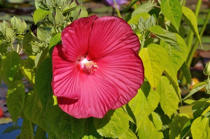 Hibiskus bagienny do kwitnienia potrzebuje systematycznego podlewania i nawożenia