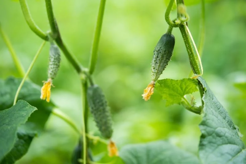 Ogórki potrafią rosnąć naprawdę kształtne, a przy tym chrupkie i soczyste, choć, aby tak się stało, musisz zaspokoić ich potrzeby