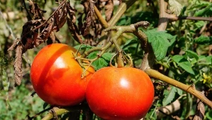 Zaraz ziemniaczana i mączniak prawdziwy to choroby, które atakują pomidory w tym sezonie.