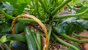 Co zrobić, żeby cukinia miała więcej owoców? Przygotuj prosty roztwór, a plony będziesz zbierać do jesieni.