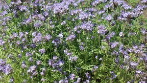 Sierpień to idealny czas sadzenia nawozów zielonych, które wzbogacają glebę.