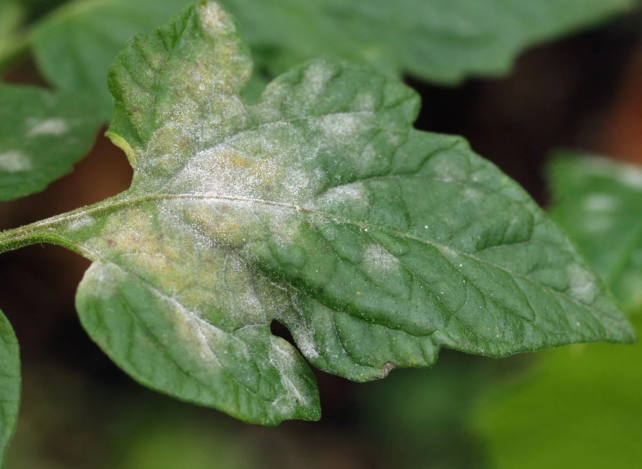 Mączniak daje charakterystyczne objawy - biały nalot na liściach