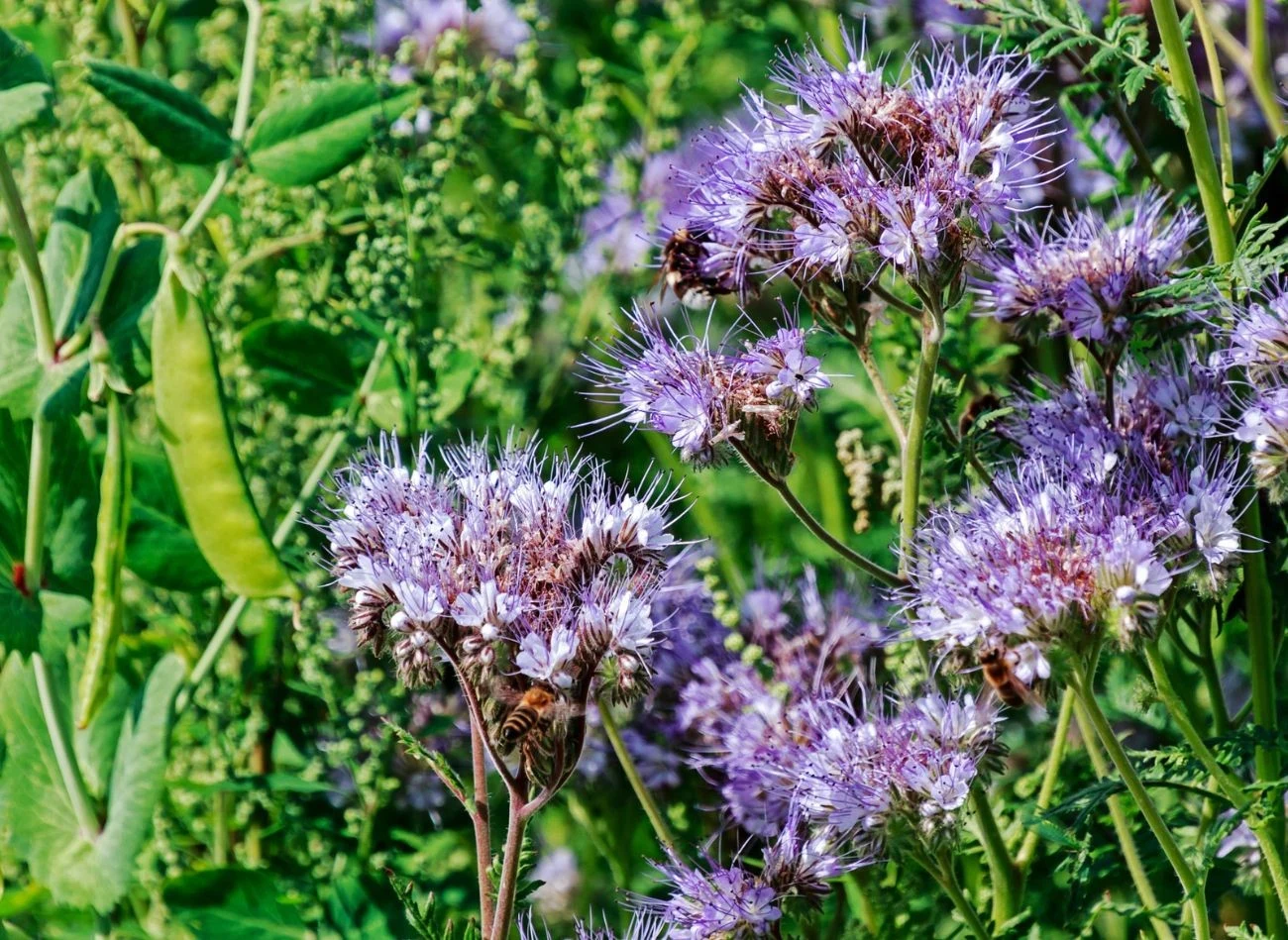 Facelia błękitna nie tylko wzbogaca glebę, ale też przyciąga owady zapylające: