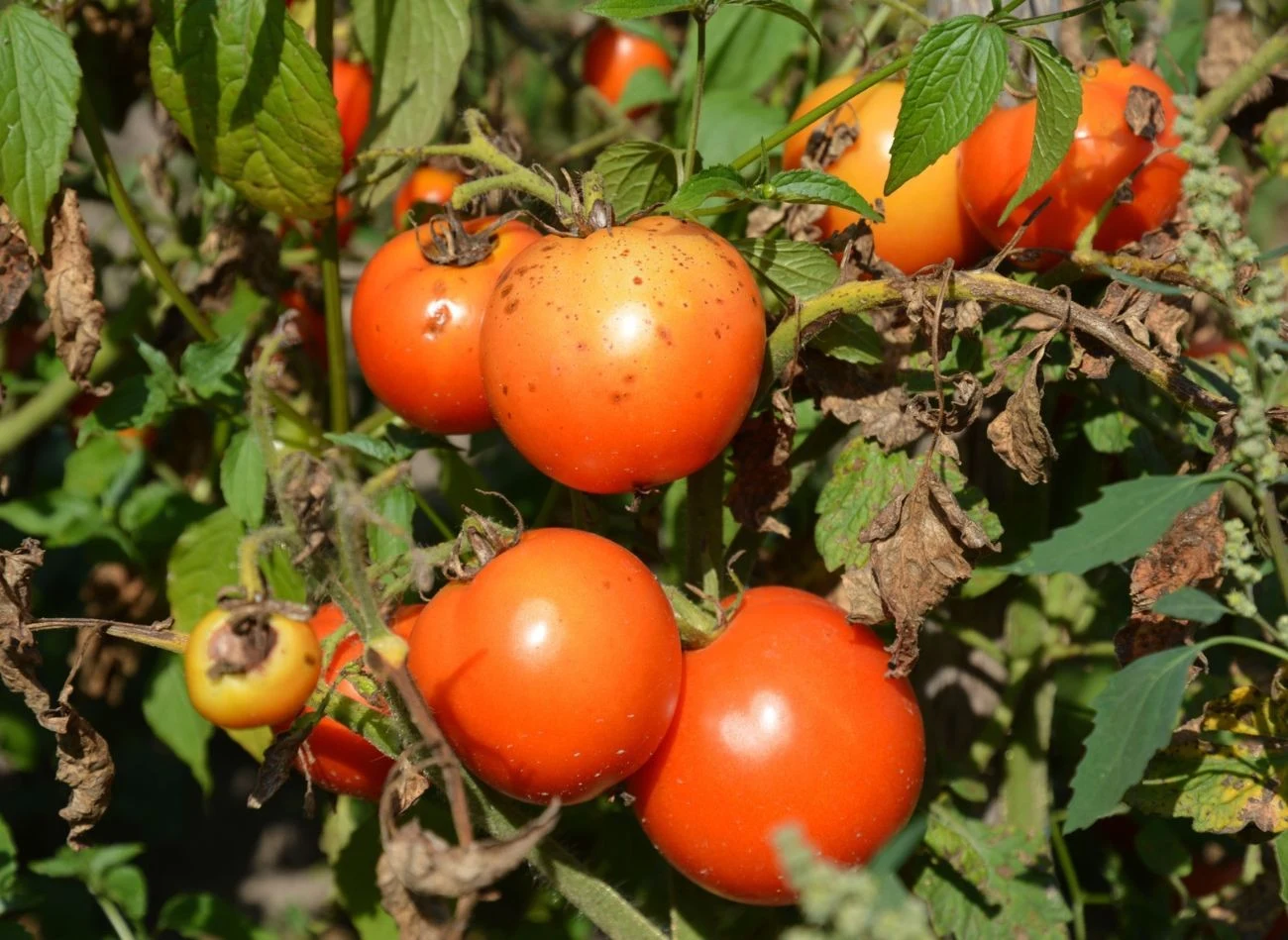 Jak chronić pomidory przed mączniakiem ni zarazą ziemniaczaną