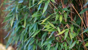 Gęsto rosnące bambusy tworzą ciekawą formę przepierzenia lub zwartą zieloną ścianę. Efekt zależy od tego jaką odmianę wybierzesz i w jaki sposób ją poprowadzisz.