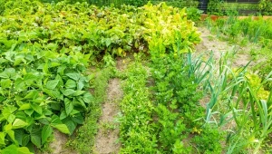 Podpowiadamy, jakie warzywa są odporne na letnią suszę.